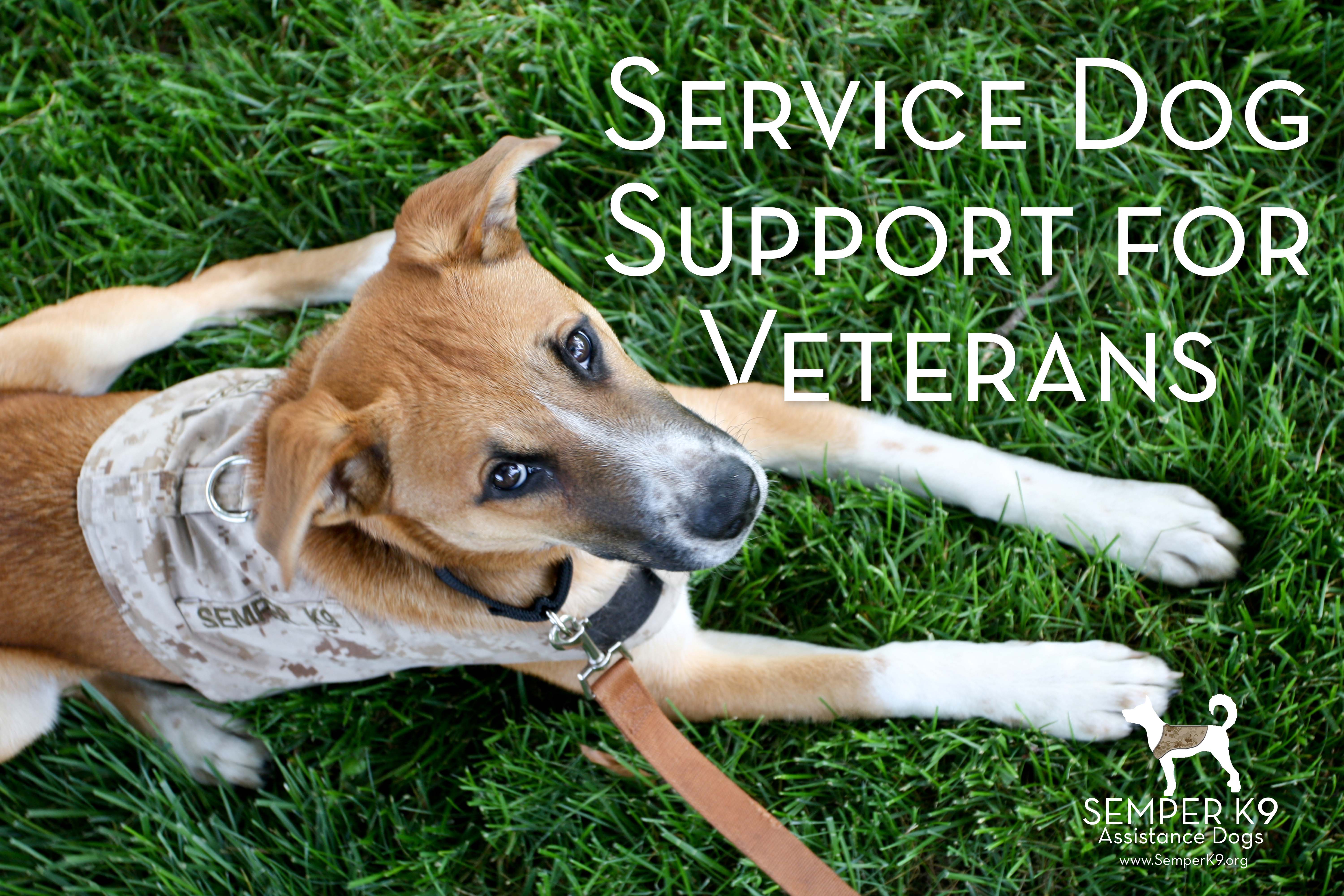 service for veterans service support for veterans semper k9 service for veterans service support for veterans semper k9