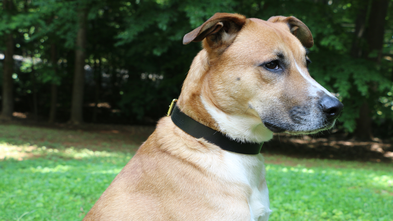 Norman | Semper K9’s Facility Dog