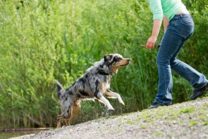 Dog - Australian Shepherd playing in the Beach