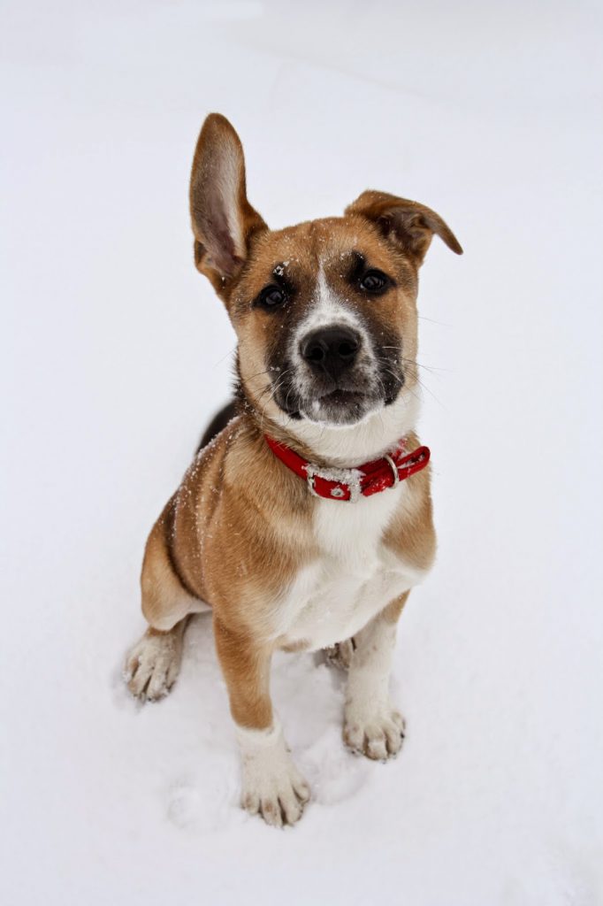 Norman the SNow Puppy