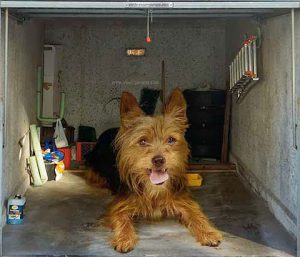 dog in the garage