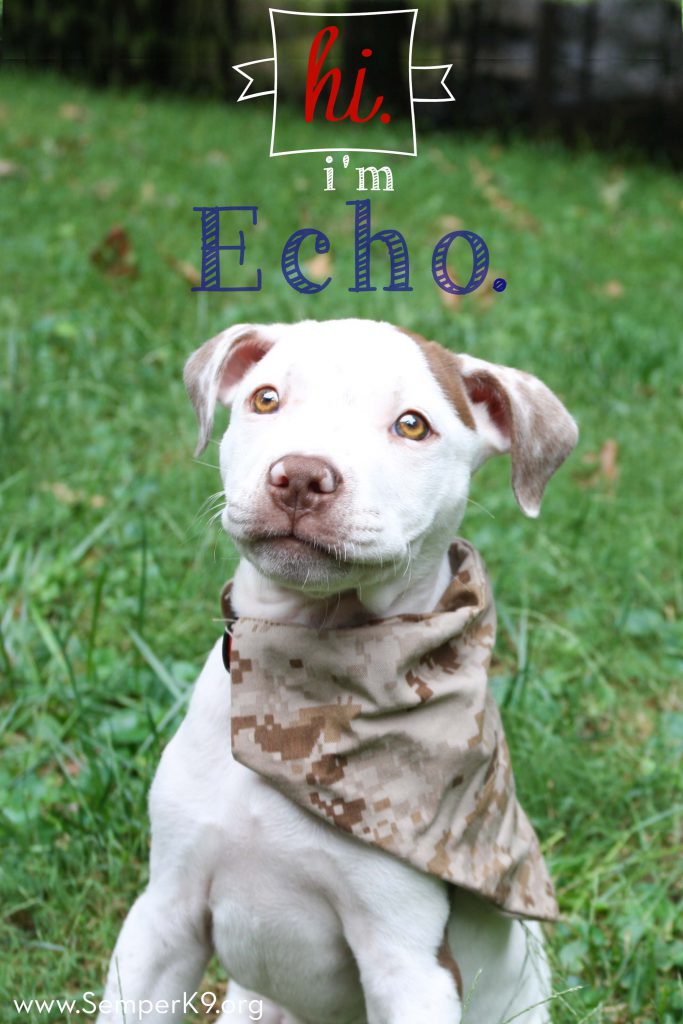 semper-k9s-echo-photo-small