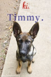 semper-k9s-timmy-copy