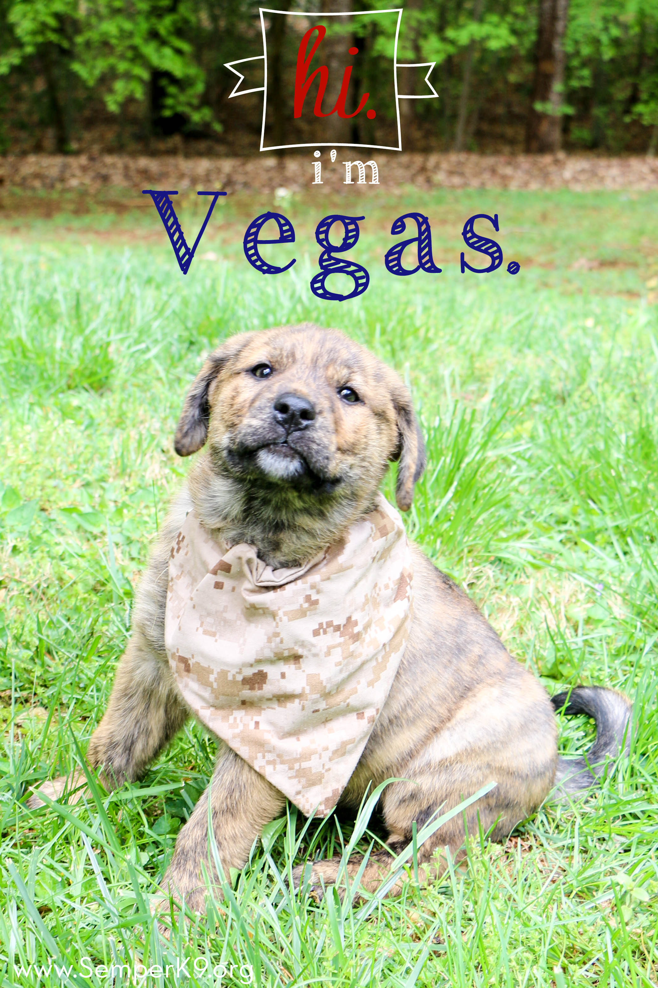 Semper K9s Vegas Photo