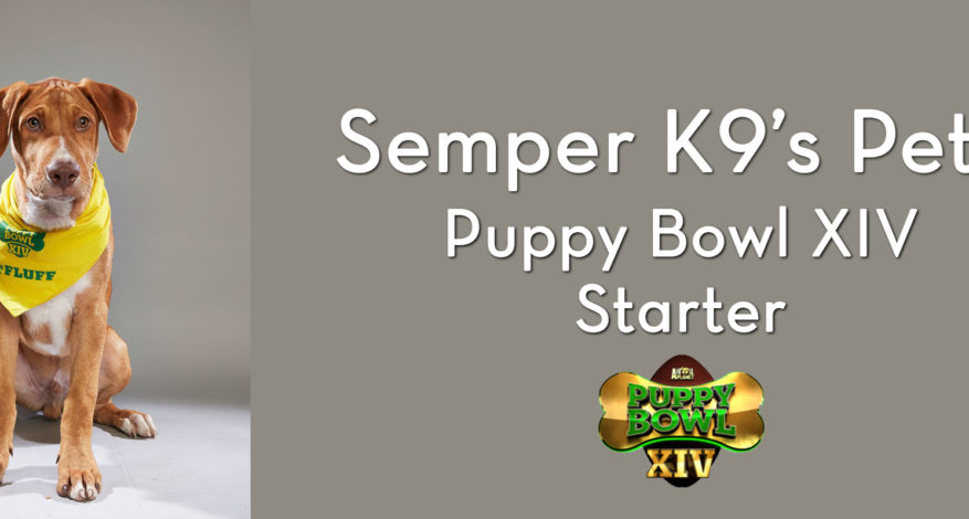 Puppy sales bowl xiv