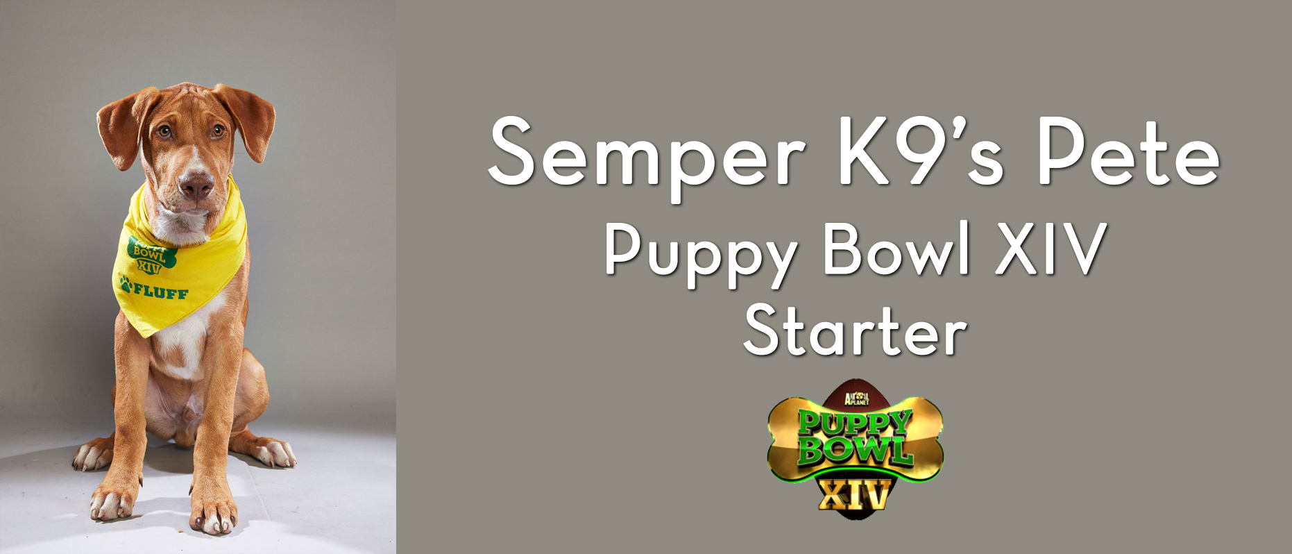 Semper K9’s Pete to Compete in the Puppy Bowl