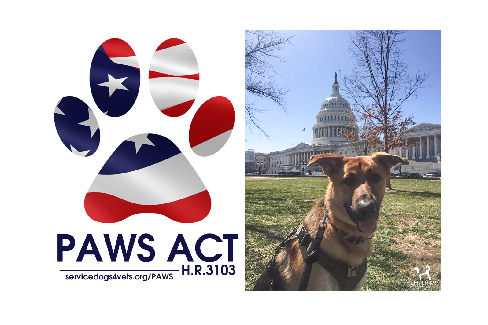 Semper K9 Supports the PAWS Act of 2019