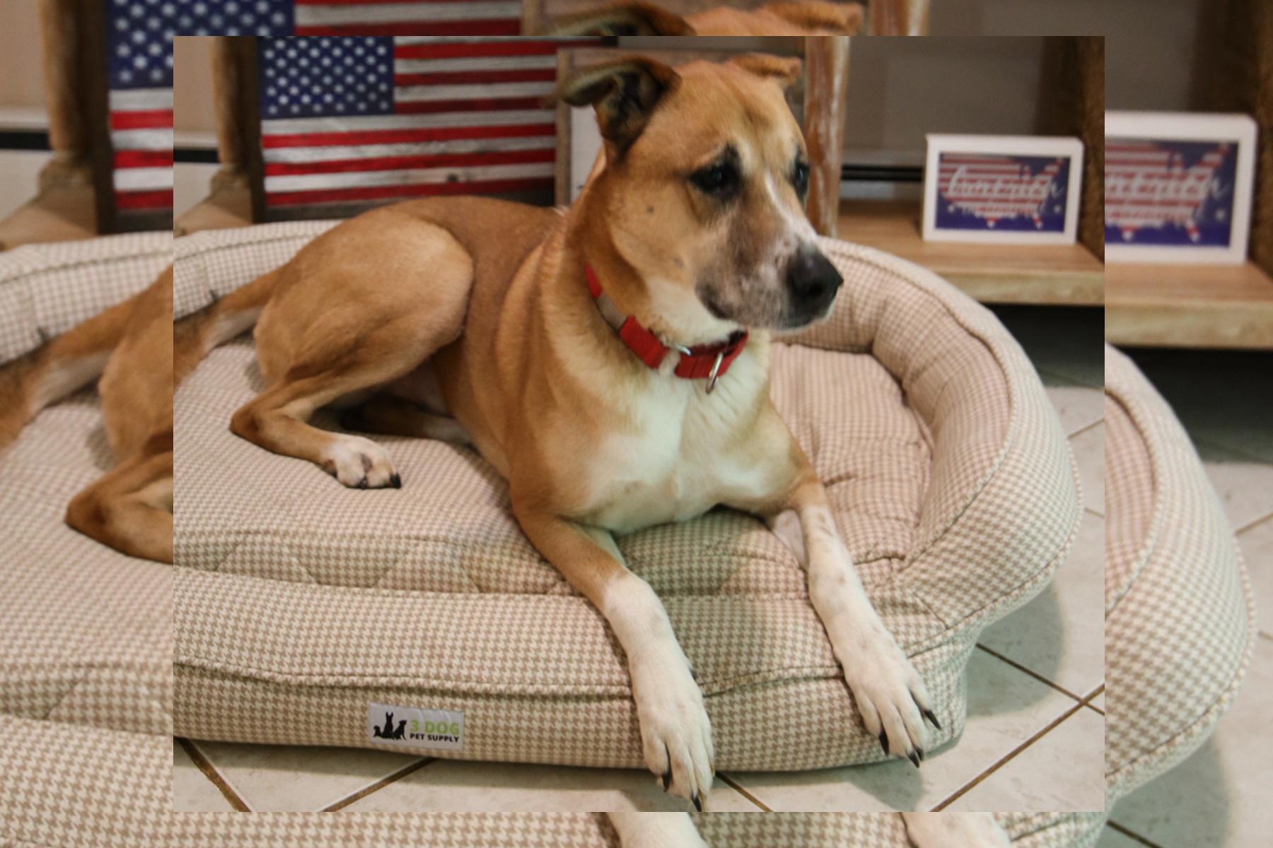 Win a EZ Wash Premium Dog Bed from 3DogPetSupply