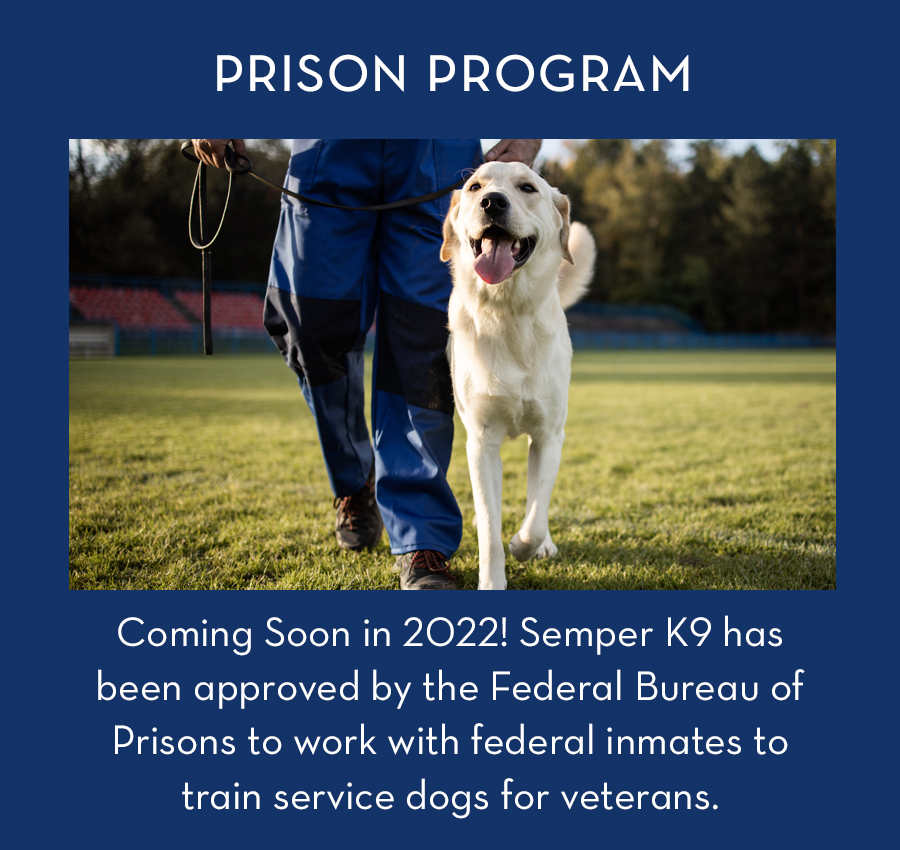 Service Dogs for Veterans Semper K9 Service Dogs for Veterans