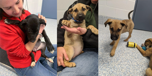 Pack Leaders Animal SHelter Photo for Email