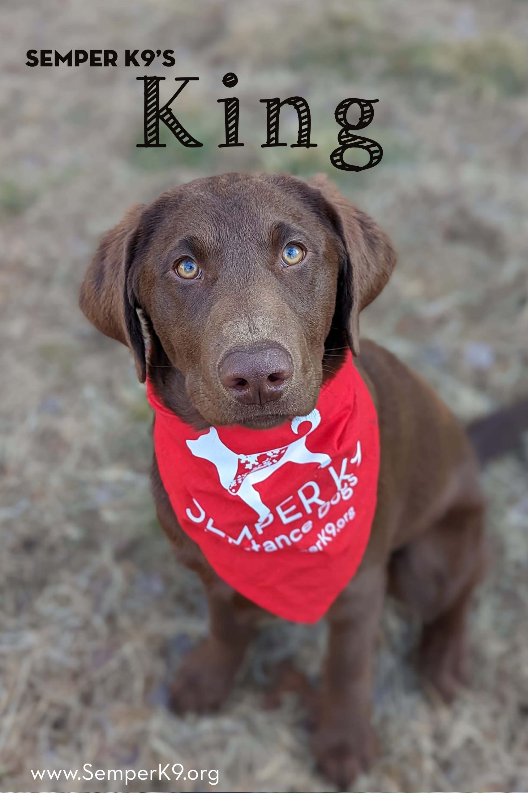 King Semper K9 Service Dogs for Veterans