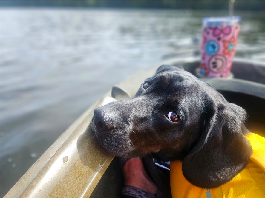 Service Dog Maintenance Training