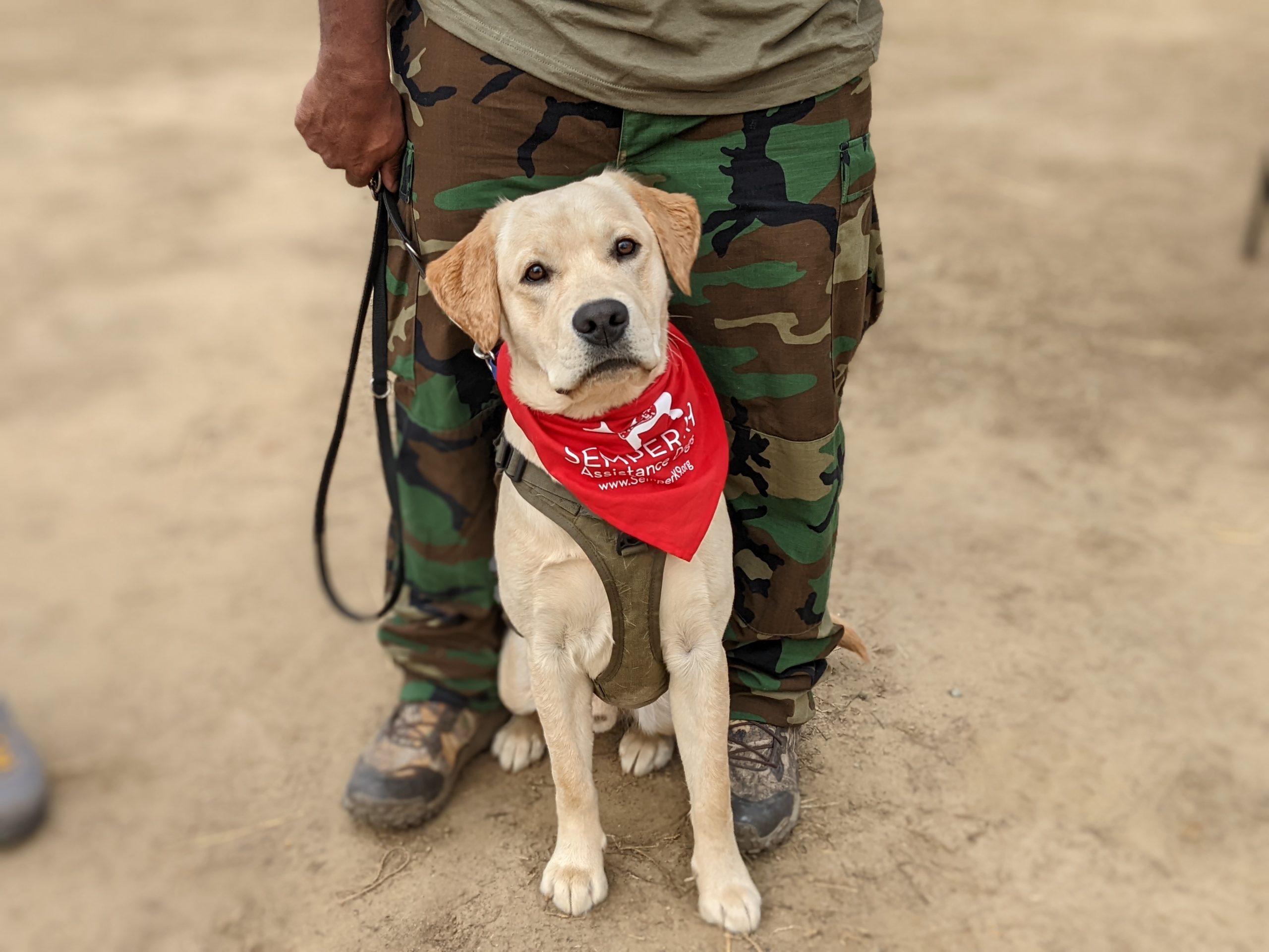 Mental Health & Mobility Service Dogs